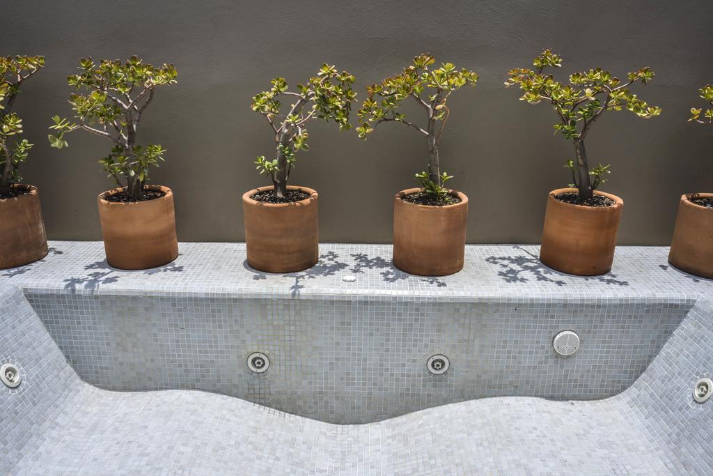 Hotel Criol ケレタロ エクステリア 写真 Plants in a hydroponic system